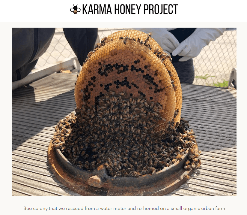honey bee colony rescued from a water meter