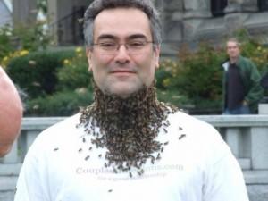 dans-beard-of-bees2